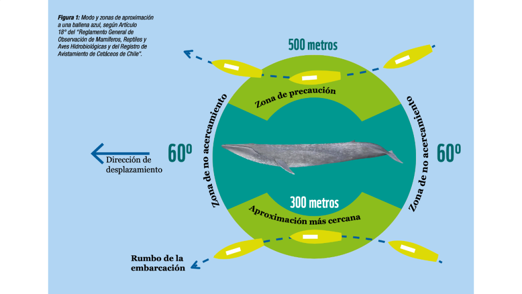 Fuente: Manual de Buenas Prácticas para Operaciones Marítimas de Avistamiento de Fauna Marina.